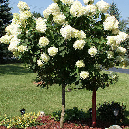 Hydrangea &#39;Limelight&#39; - Hydrangea Paniculata