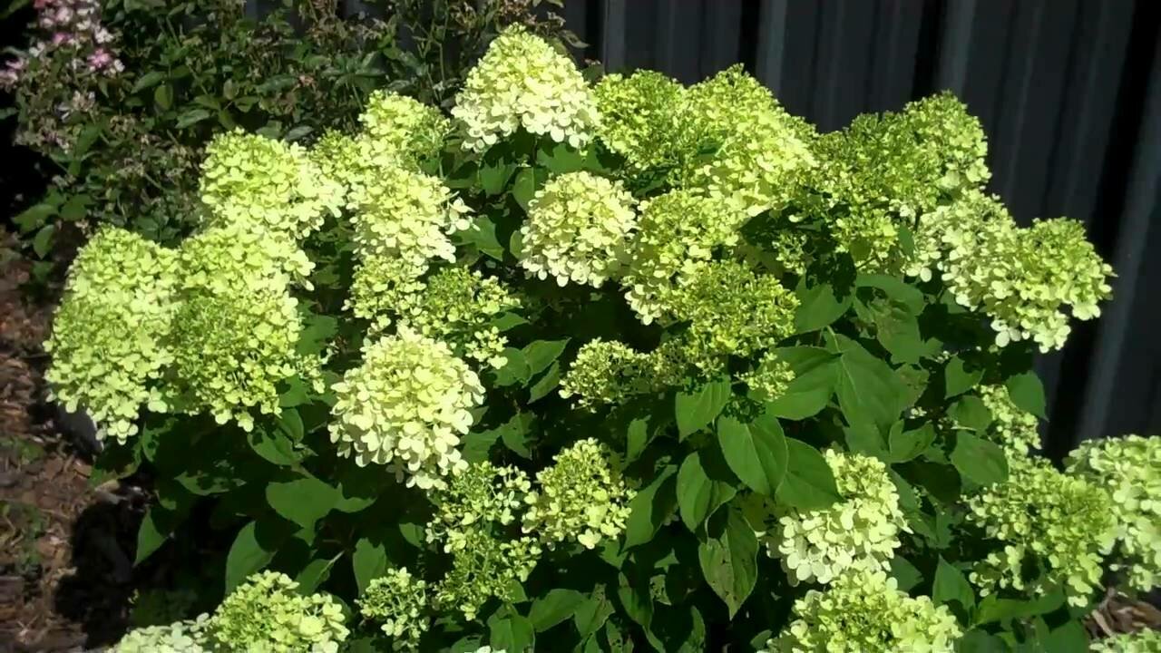 Hydrangea &#39;Little Lime&#39;