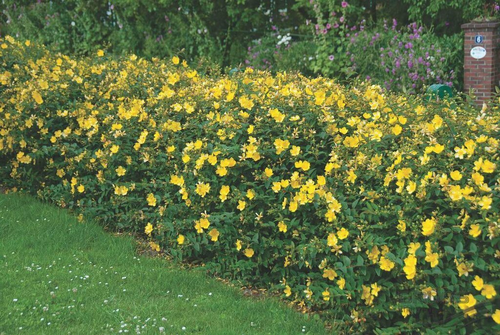 Hypericum &#39;Hidcote&#39; - Hypericaceae