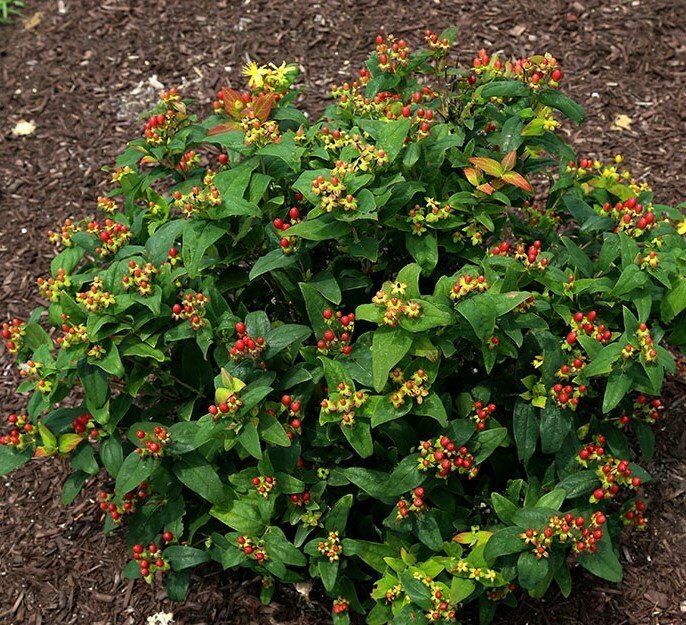 Hypericum &#39;Ignite Scarlet Red&#39; - Hypericaceae