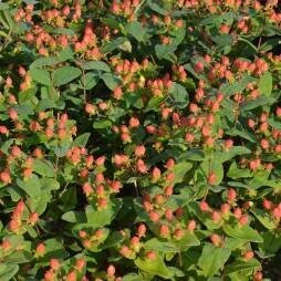 Hypericum &#39;Pumpkin&#39; - Hypericaceae