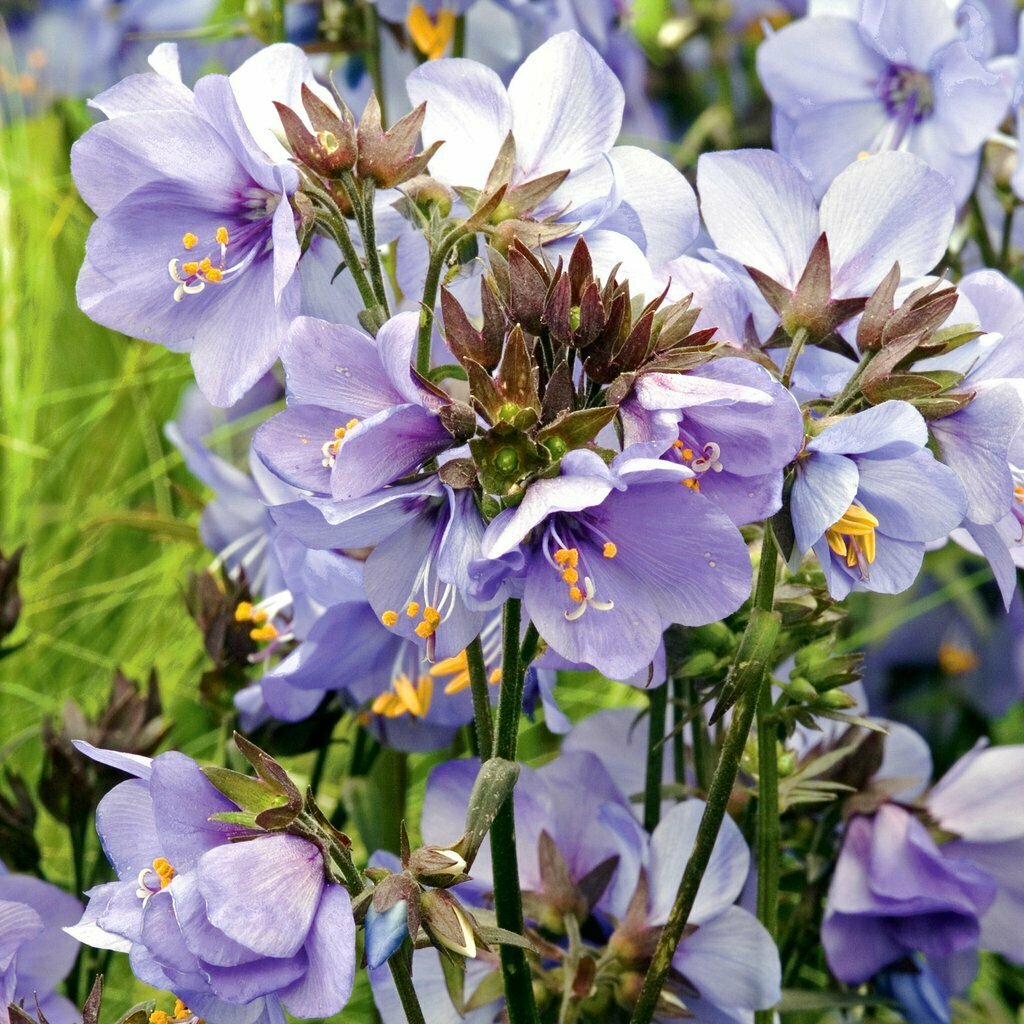 Jacob&#39;s Ladder &#39;Bressingham Purple&#39; - Polemonium Caeruleum