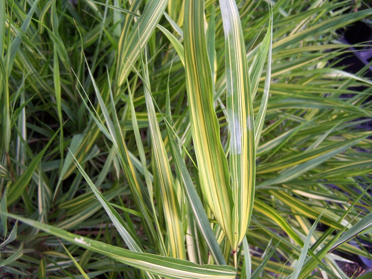 Japanese Forest Grass &#39;Sunny Delight&#39; - Hakone