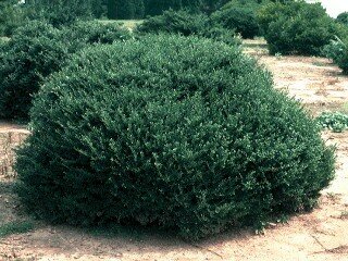 Japanese Holly &#39;Beehive&#39; - Ilex Crenata