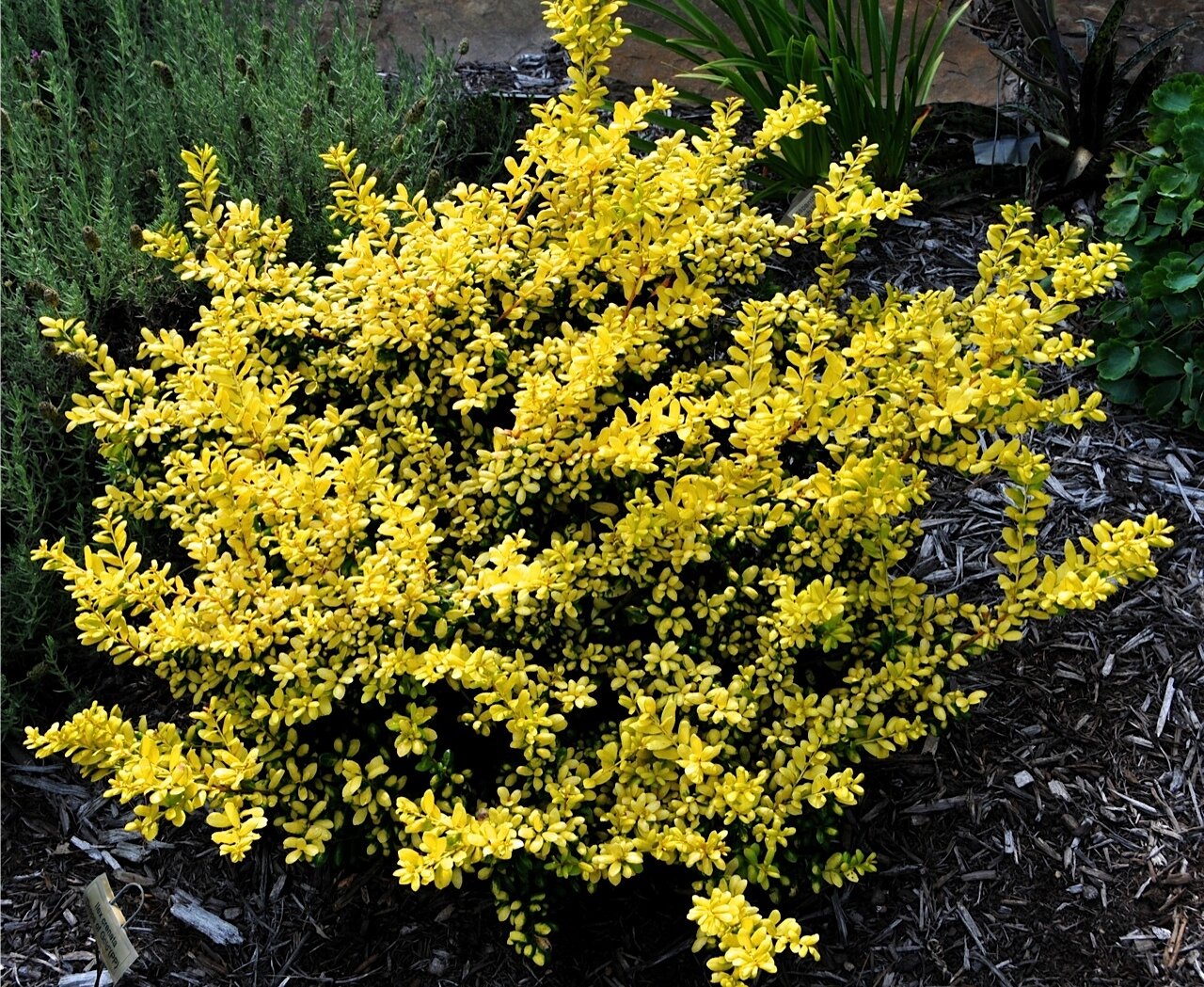 Japanese Holly &#39;Drops of Gold&#39; - Ilex Crenata