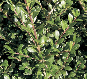 Japanese Holly &#39;Nigra&#39; - Ilex Crenata