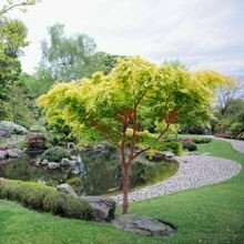 Japanese Maple &#39;Coralbark&#39; - Acer Palmatum