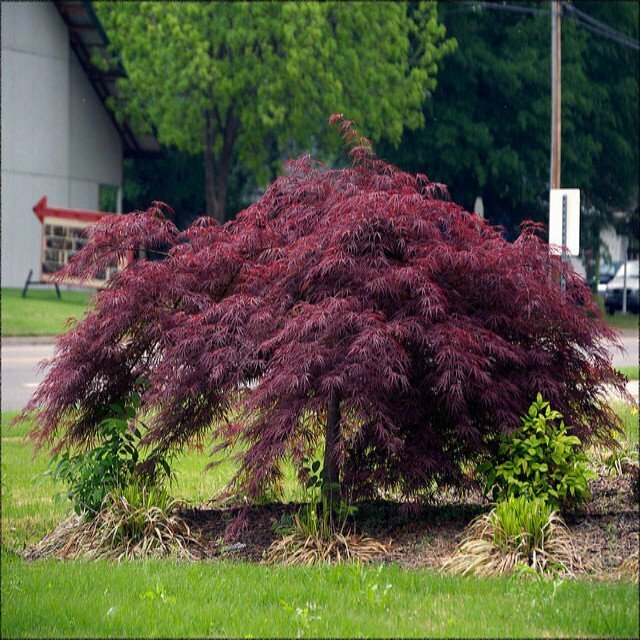 Japanese Maple &#39;Crimson Queen&#39; - Acer Palmatum