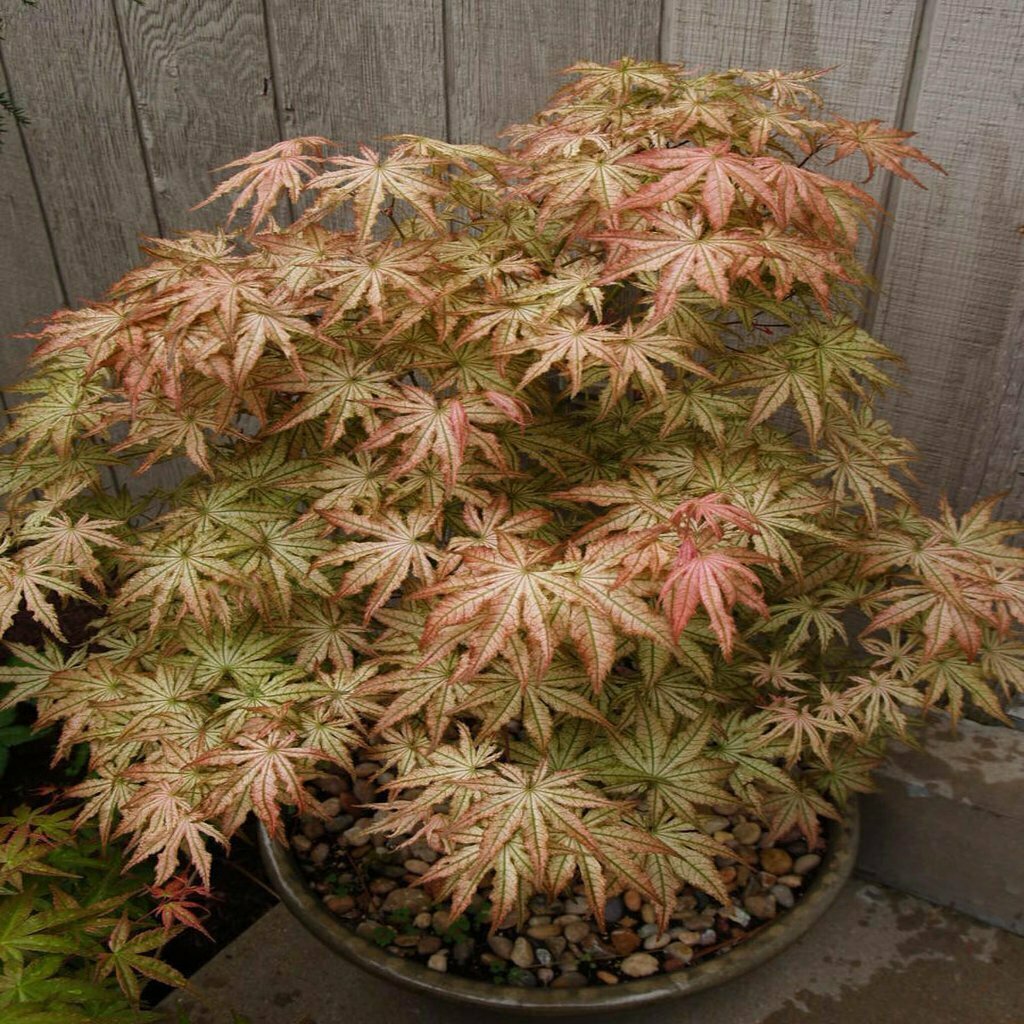 Japanese Maple &#39;Peaches &amp; Cream&#39; - Acer Palmatum