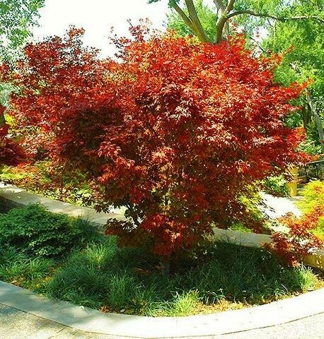 Japanese Maple &#39;Ruslyn In The Pink&#39; - Acer Palmatum
