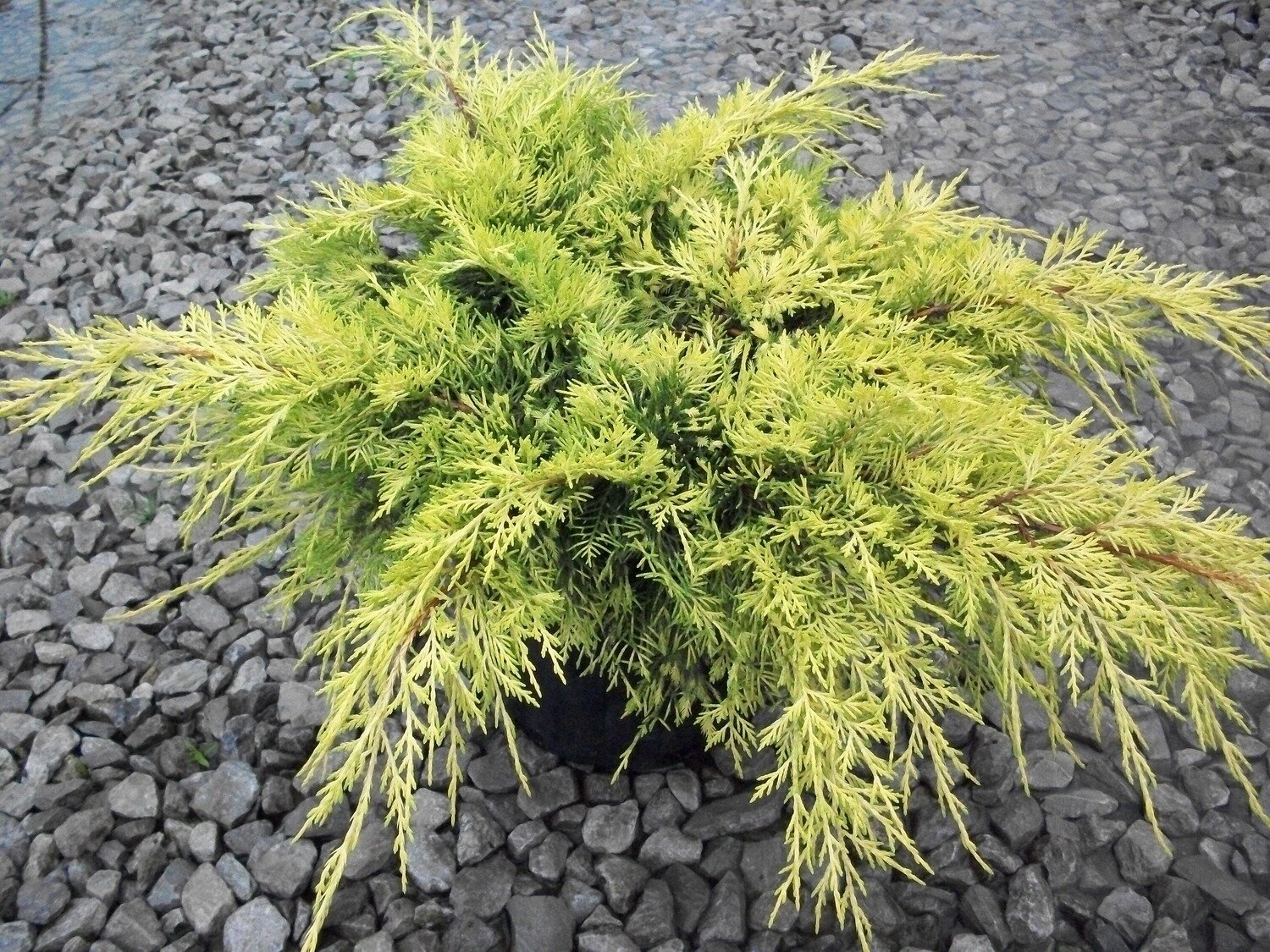 Juniper &#39;Gold Lace&#39; - Juniperus Chinensis