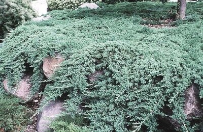 Juniper &#39;Nana&#39; - Juniperus Procumbens