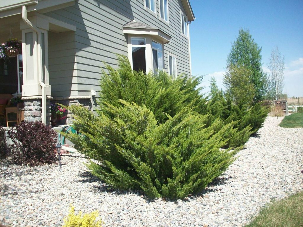 Juniper &#39;Sea Green&#39; - Juniperus x Pfitzeriana