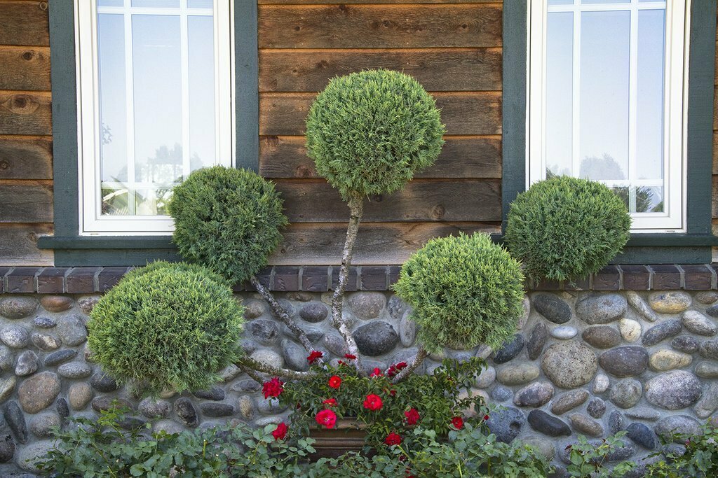 Juniperus &#39;Hetz Blue&#39; - Juniperus Chinensis
