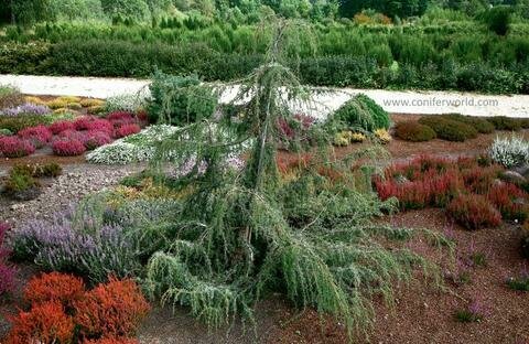 Juniperus &#39;Horstmann Weeping&#39; - Juniperus Communis