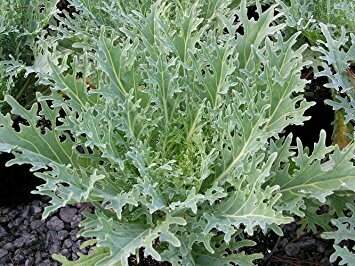 Kale &#39;White Russian&#39;