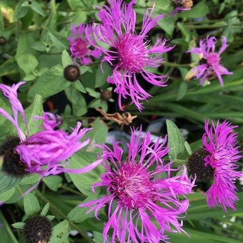Knapweeds &#39;Caramia&#39; - Centaurea