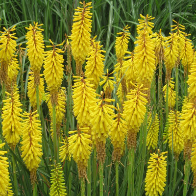 Kniphofia &#39;Yellow&#39;