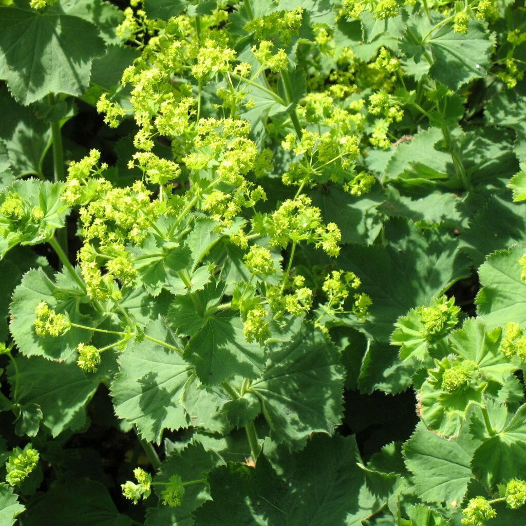 Lady&#39;s Mantle - Alchemilla Mollis