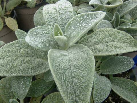 Lamb&#39;s Ear &#39;Fuzzy Wuzzy&#39; - Stachys Byzantina