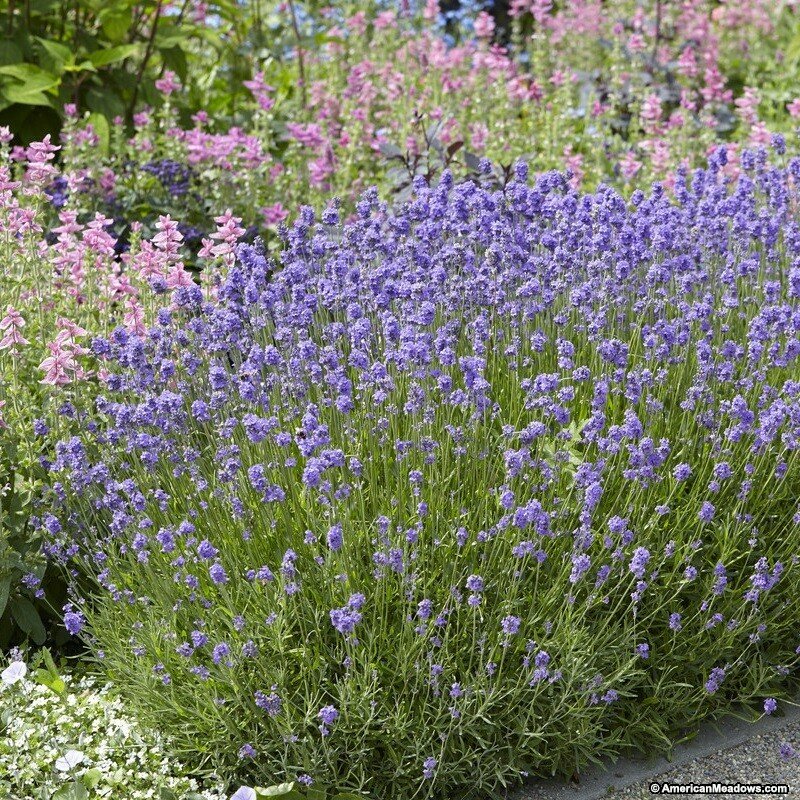 Lavender &#39;Dilly Dilly&#39;