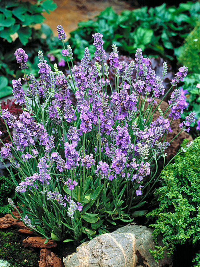 Lavender &#39;Elegance Sky&#39;