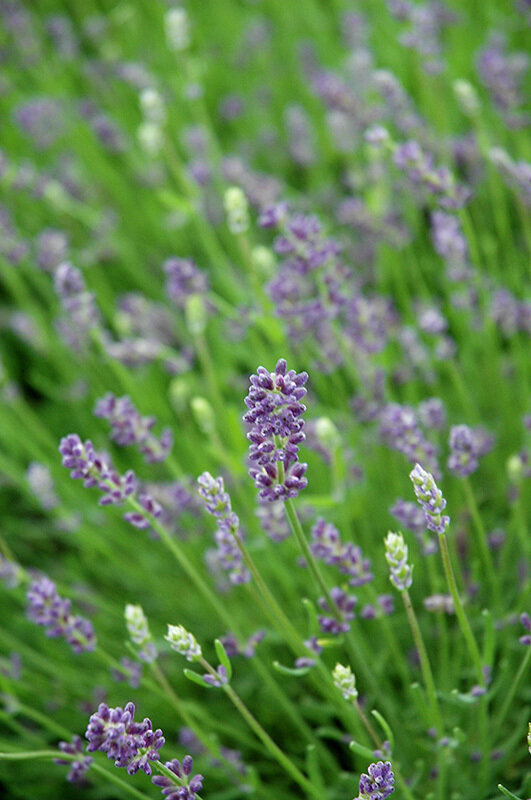 Lavender &#39;Essence Purple&#39;