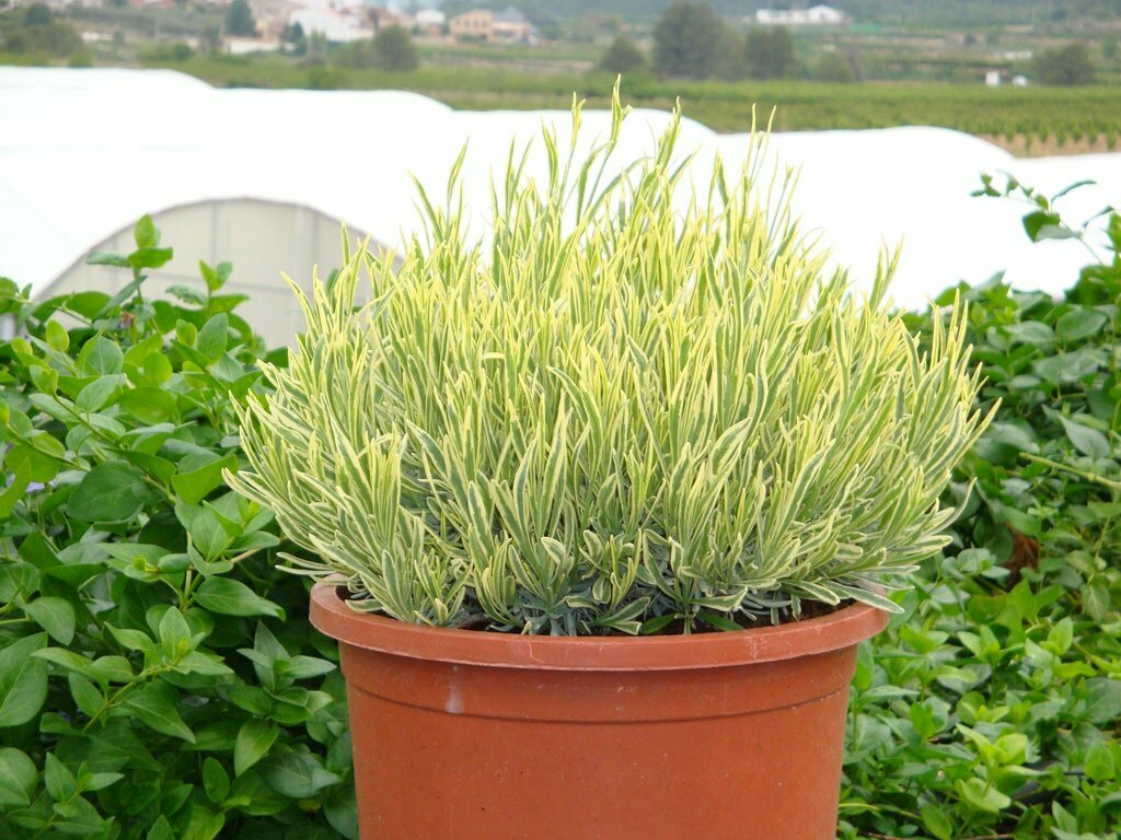 Lavender &#39;Platinum Blonde&#39;