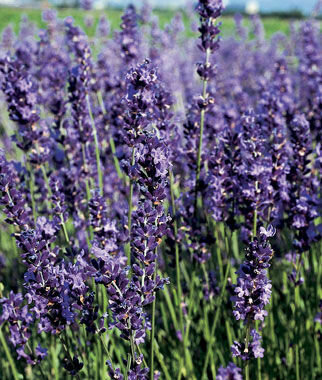 Lavender &#39;Provence&#39;