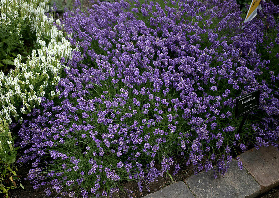 Lavender &#39;Superblue&#39;