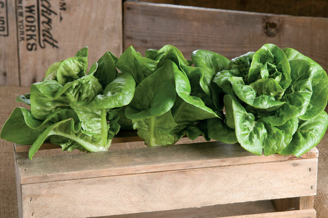 Lettuce &#39;Bambi Butterhead&#39;