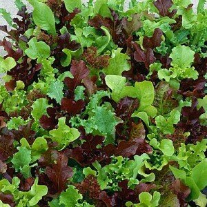 Lettuce &#39;Wildlife Mix&#39;