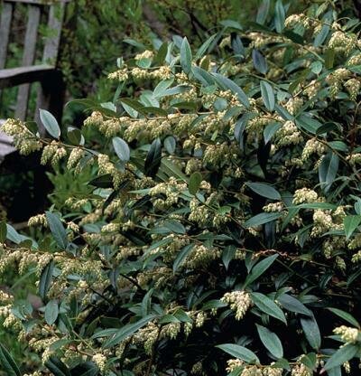 Leucothoe &#39;Coast&#39; - Leucothoe axillaris