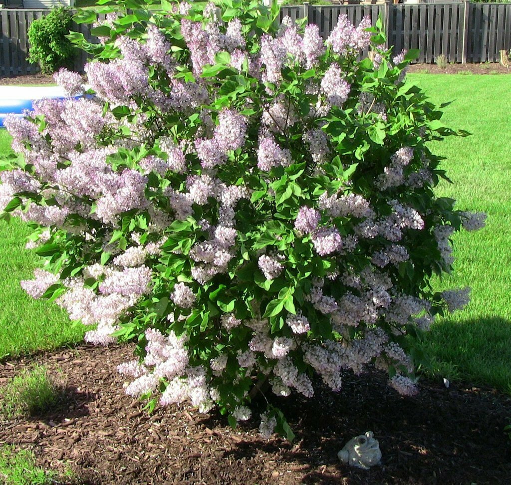 Lilac &#39;Miss Kim&#39; - Syringa Pubescens