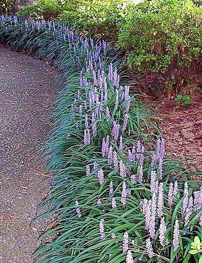 Liriope &#39;Purple Explosion&#39;