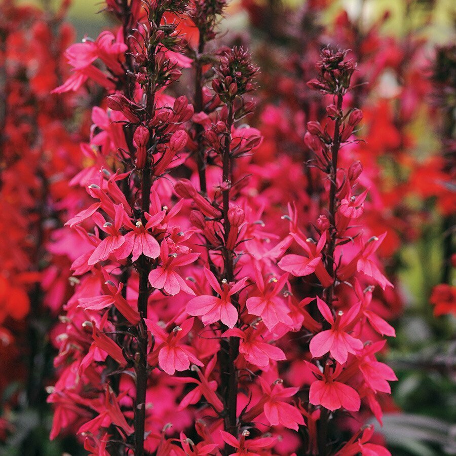 Lobelia &#39;Starship Deep Rose&#39;