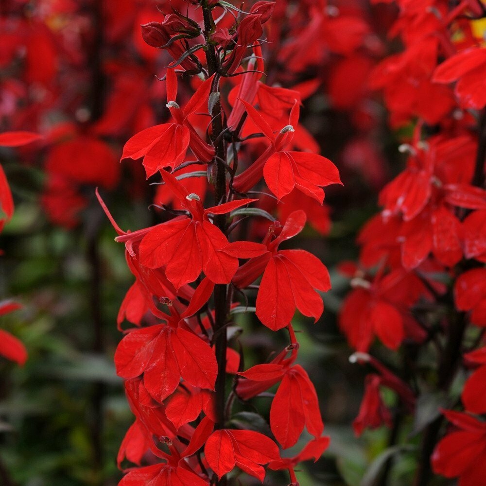 Lobelia &#39;Starship Scarlet&#39;