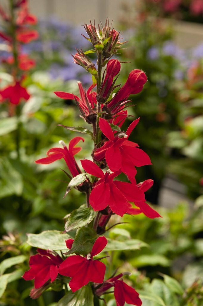 Lobelia &#39;Vulcan Red&#39;