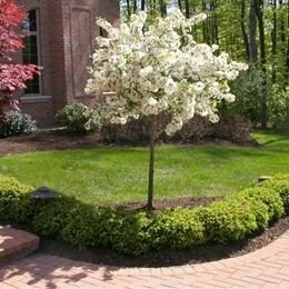 Lollipop Crabapple &#39;Lollizam&#39; - Malus