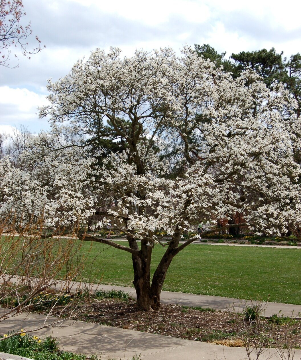 Magnolia &#39;Royal Star&#39;