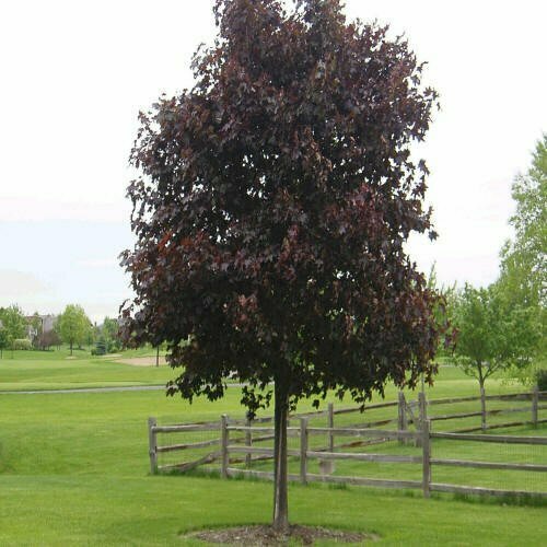Maple &#39;Crimson King&#39; - Acer Platanoides