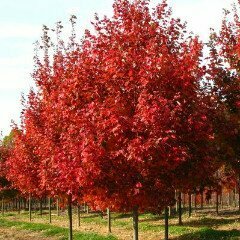 Maple &#39;October Glory&#39; - Acer Rubrum
