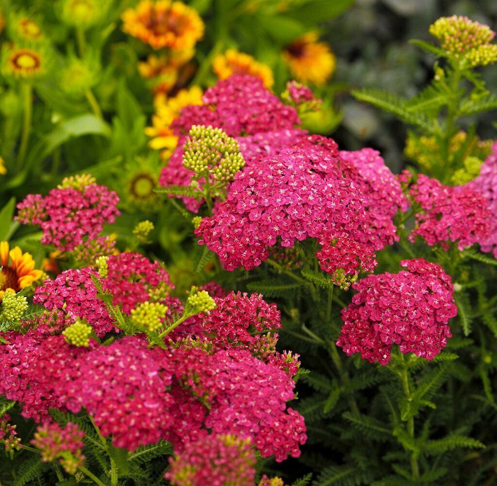 Milfoil &#39;Saucy Seduction&#39; - Achillea