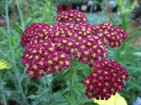 Milfoil &#39;Strawberry Seduction&#39; - Achillea