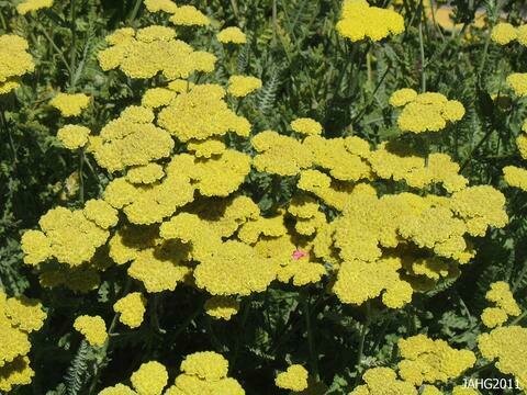Milfoil &#39;Sunny Seduction&#39; - Achillea