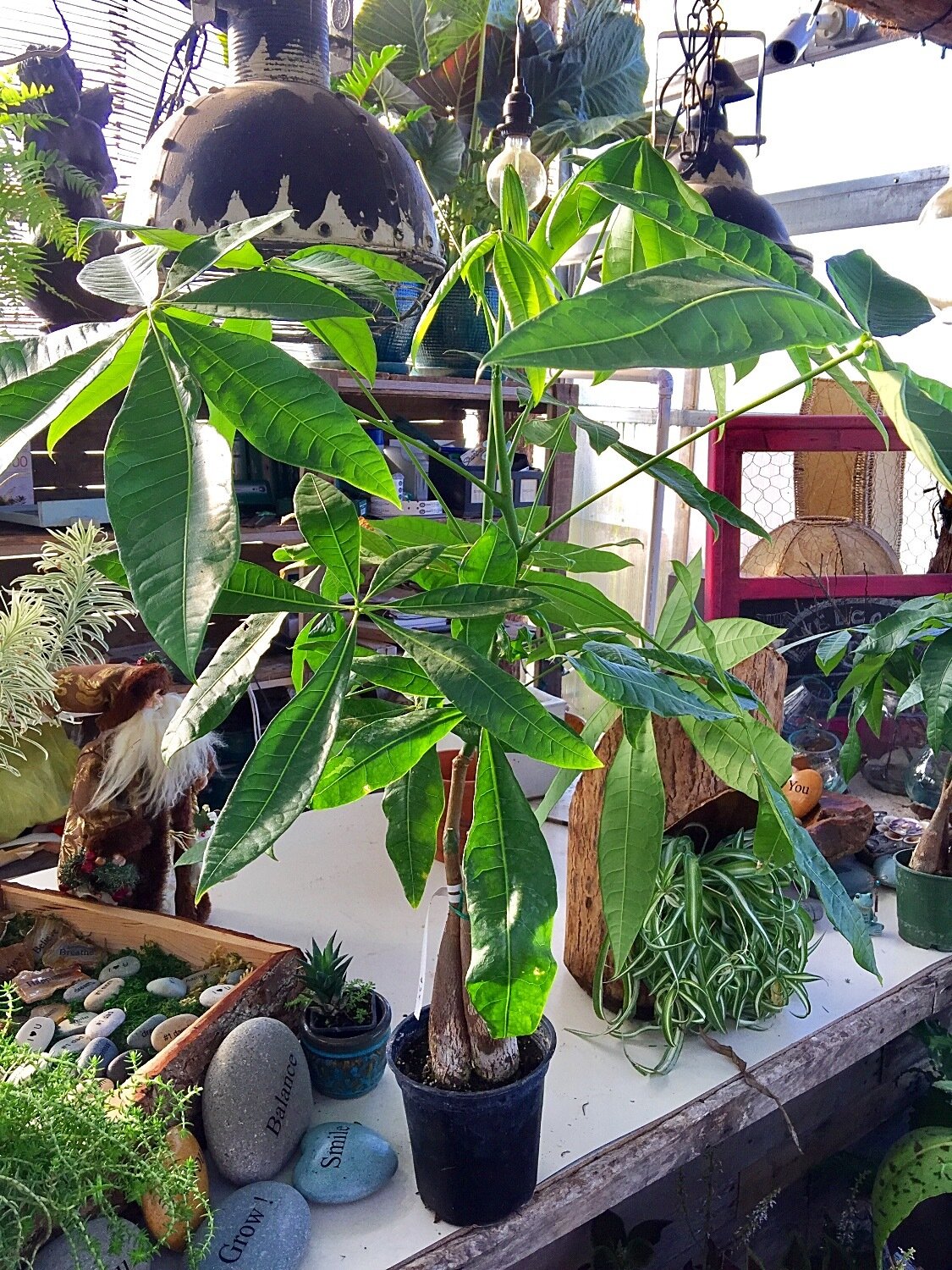 Money Tree