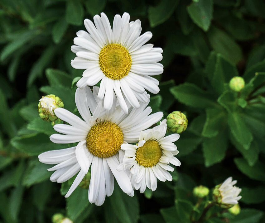 Montauk Daisy