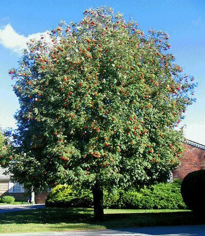 Mountain Ash &#39;Cardinal Royal&#39; - Sorbus Aucuparis