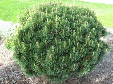 Mugo Pine - Pinus