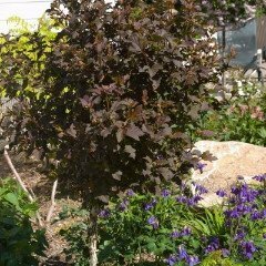 Ninebark &#39;Summer Wine&#39; - Physocarpus Opulifolius